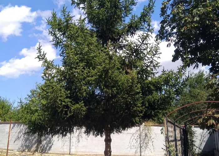 Poli * Levski (Varna)