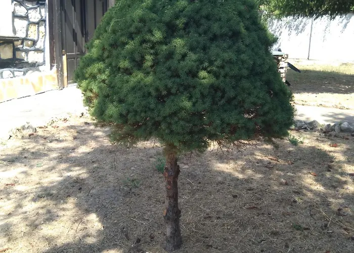 Casa de hóspedes Poli